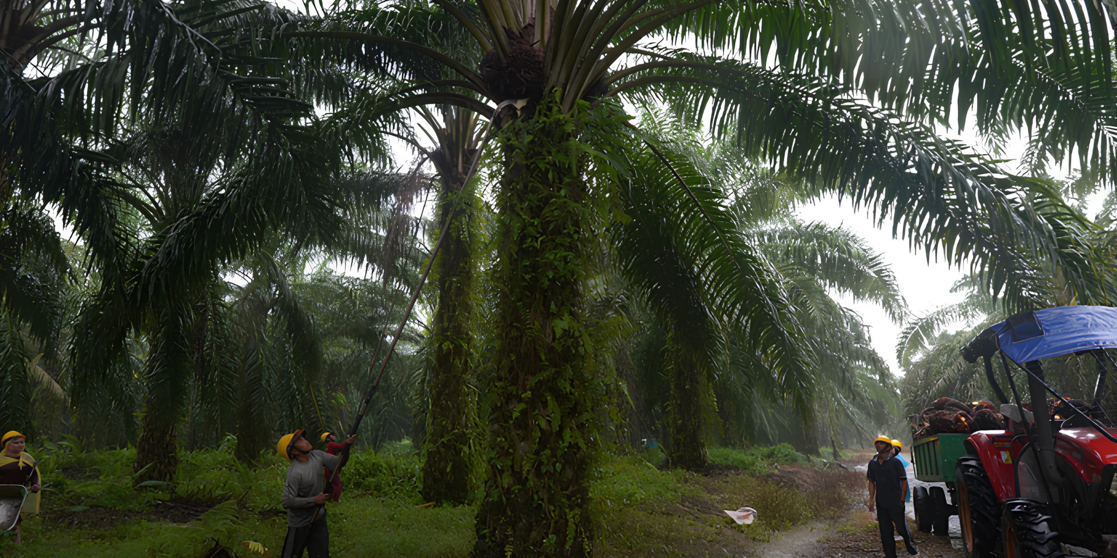 SALCRA oil palm plantation operations