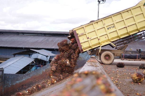 Integrated Estate and Mill Operations Continue