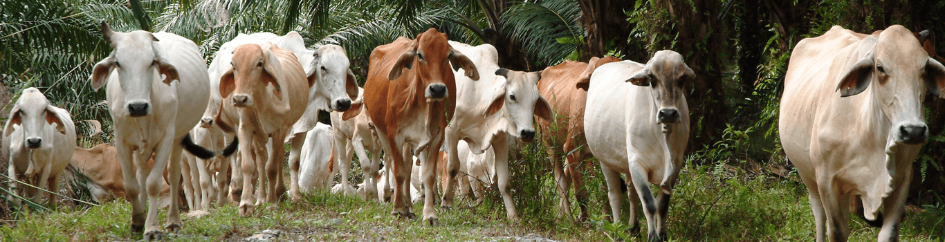 Livestock operation graphic