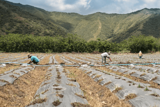 Oil palm plantation operation graphic