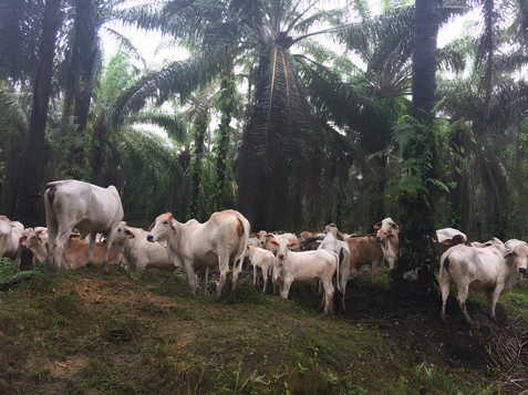 Integrated Cattle Rearing