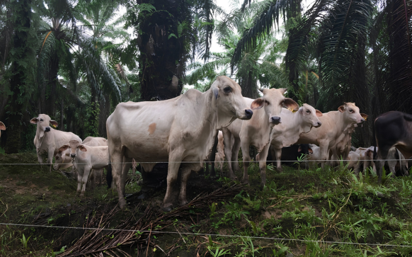 Rotational Grazing System